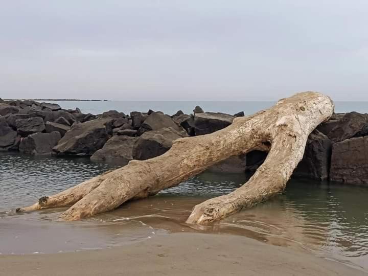 Casa Flora Appartamento Con Giardino Fiumicino Zewnętrze zdjęcie