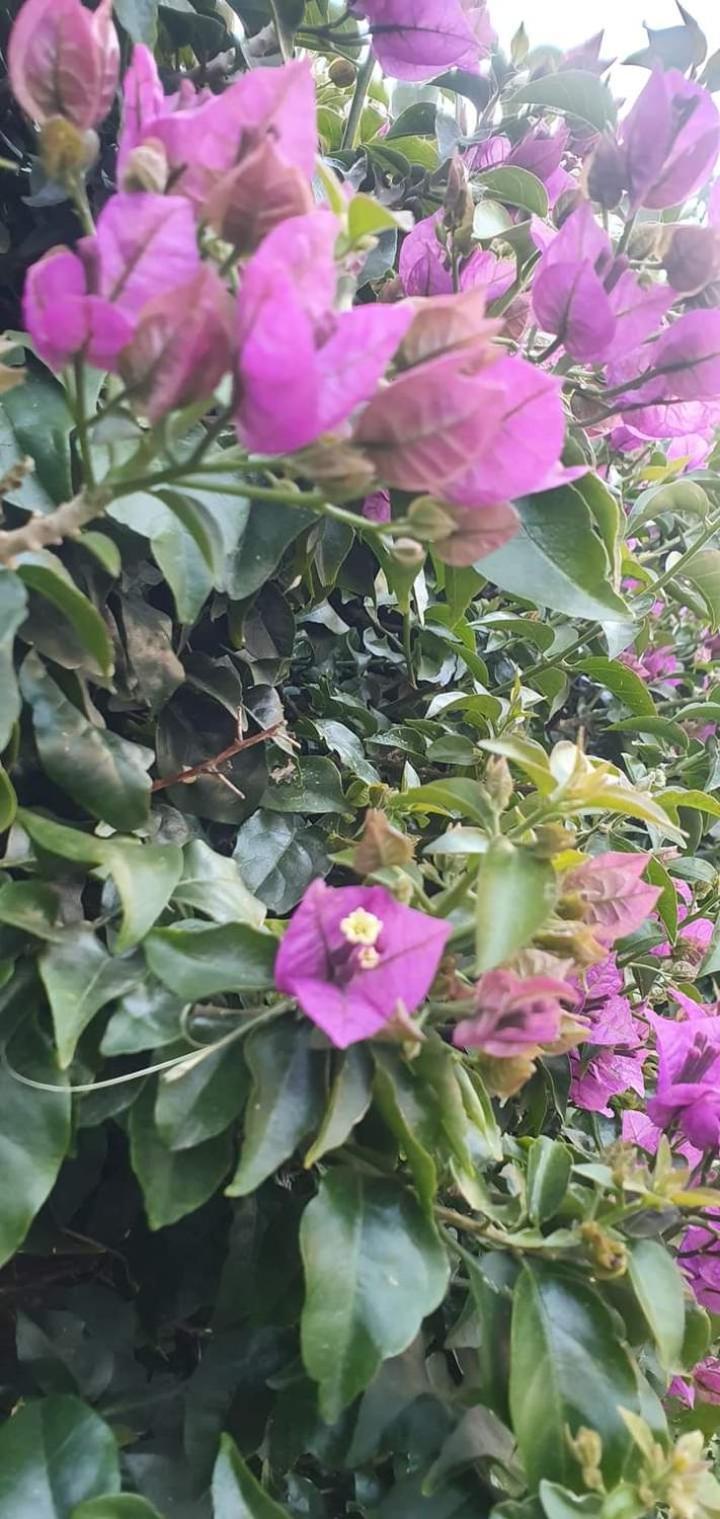 Casa Flora Appartamento Con Giardino Fiumicino Zewnętrze zdjęcie